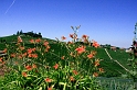Piemont 2009  218